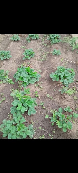 Продам дачу. Не затапливается