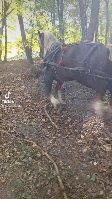 Vind armăsar de 4 ani