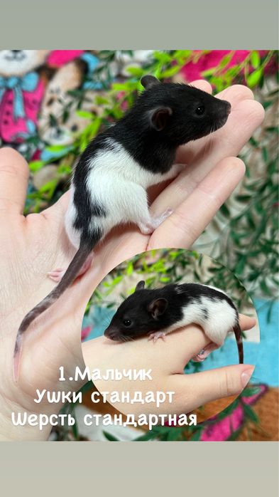 Крысята ручные малыши кудряшки  (крысы,крыса)