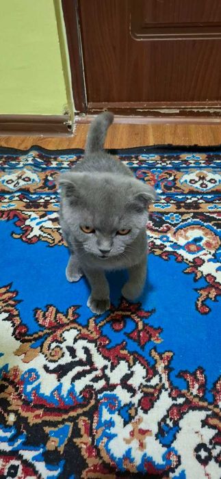 Srochna sotiladi britanski toza qon mushug