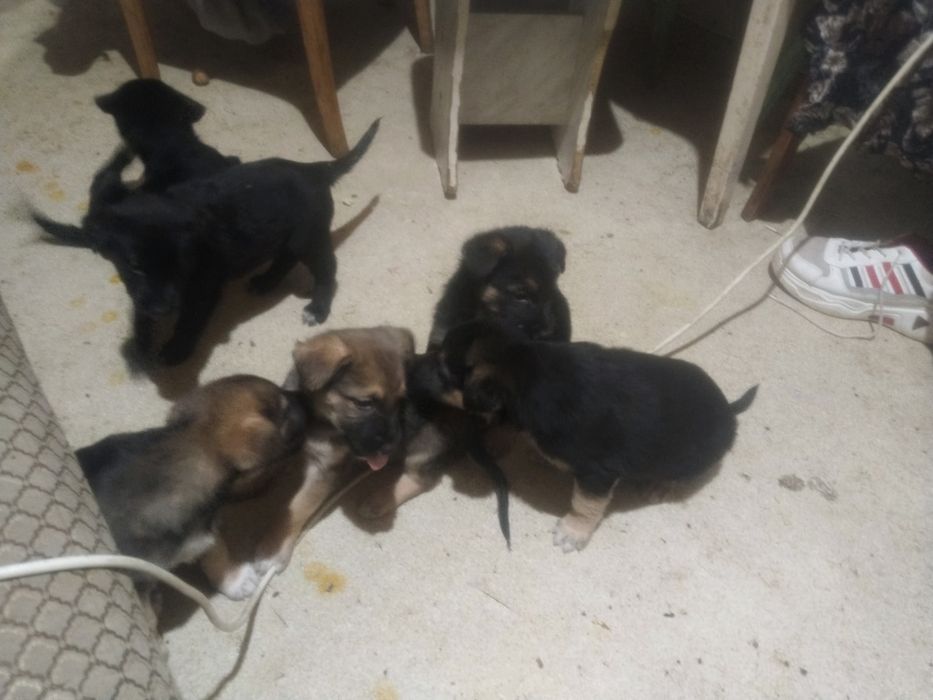 Продам щенков немецкой овчарки