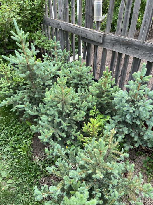 Продам ель голубую от 70 см