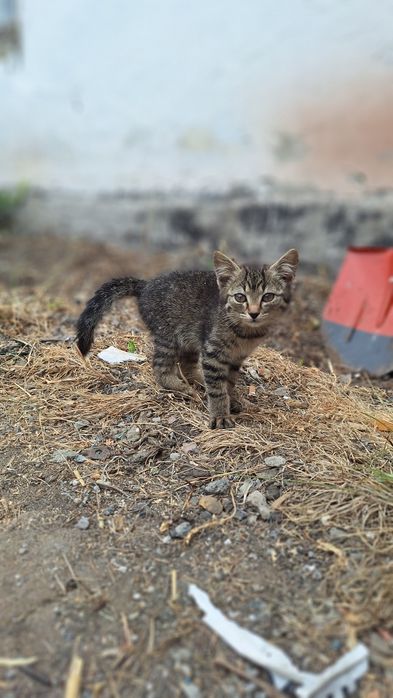 Отдам девочку котёнка!!!