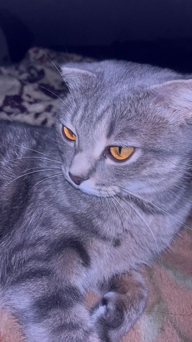 отдам в хорошие руки