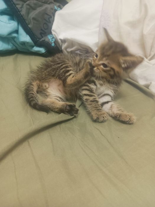 Котенок в добрые руки