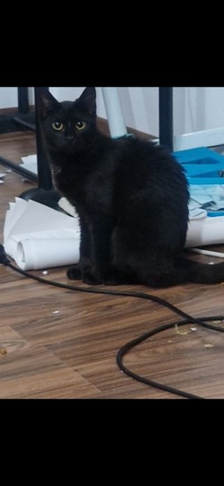 Adoptie pisica  cuminte