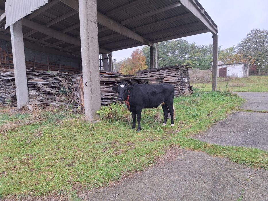 Junca angus gestanta