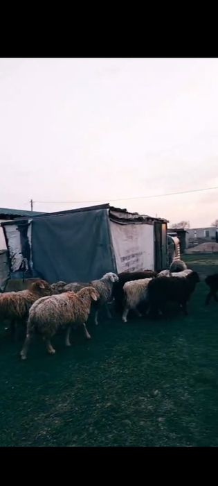 Қозылы қой сатылады