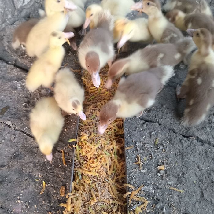 Продам индоутят.