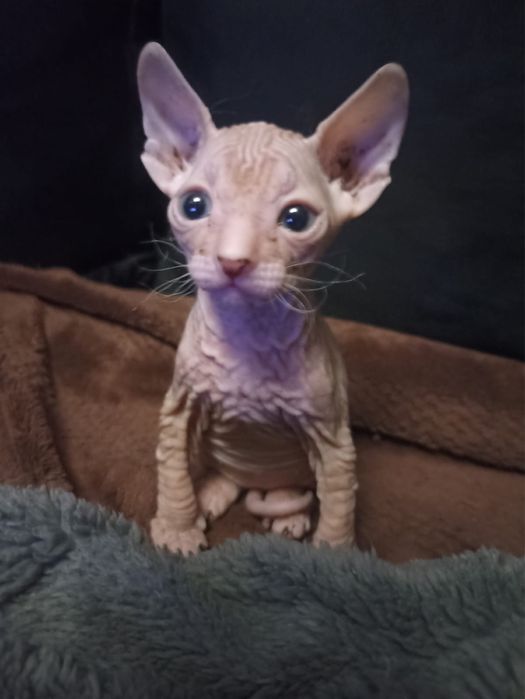 Котята донские сфинксы