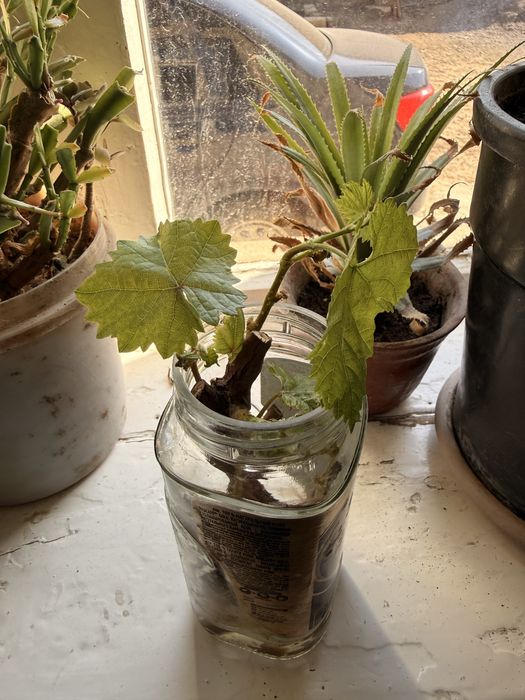 Жүзім көшет, виноград саженсы