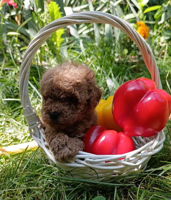 Готовятся к продаже щенки карликовый пудель.