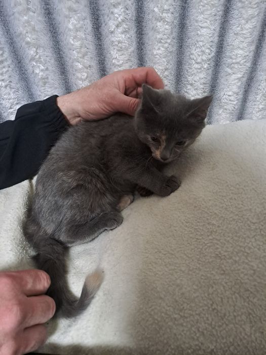 Отдам даром котёнка