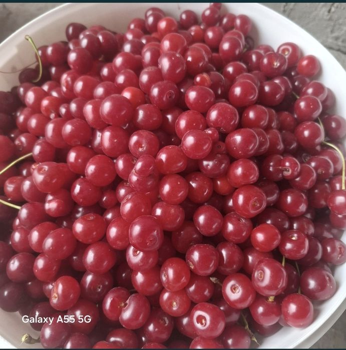 Продам вишню 1кг 800т