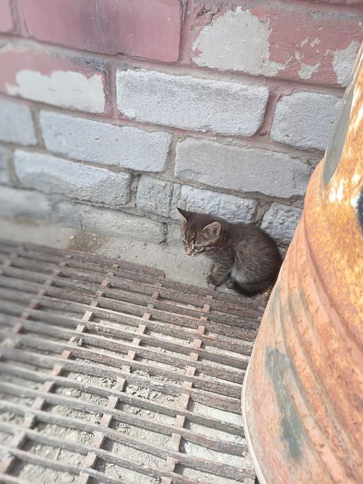 Котята бесплатно.