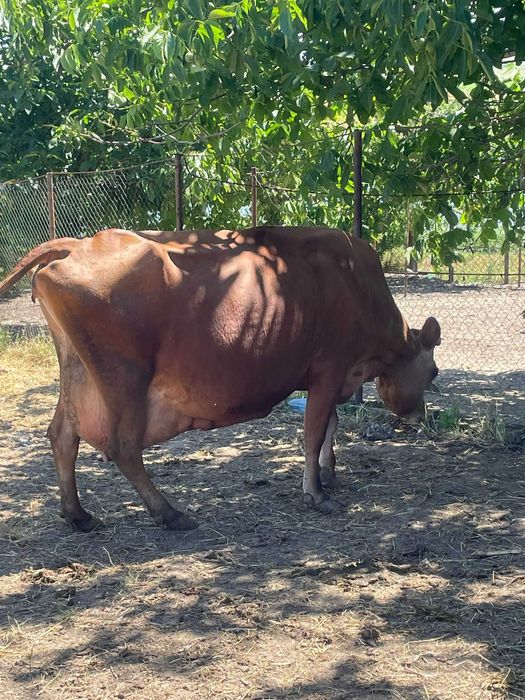 Vanzare- vaca rasa jersey