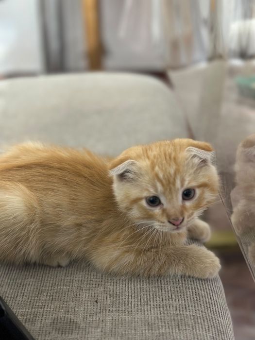 Котята в заботливые руки.