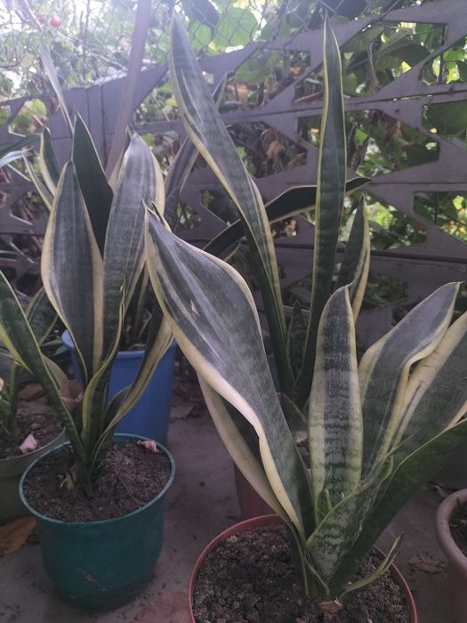 Комнатые и домашрие цветы