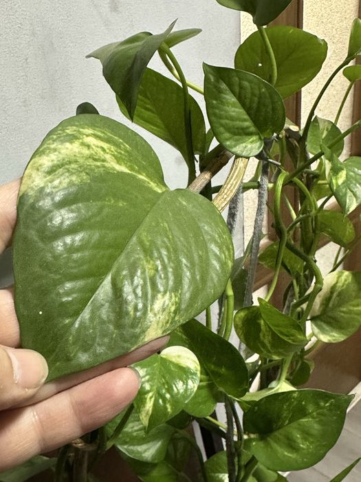 Комнатные цветы домашние