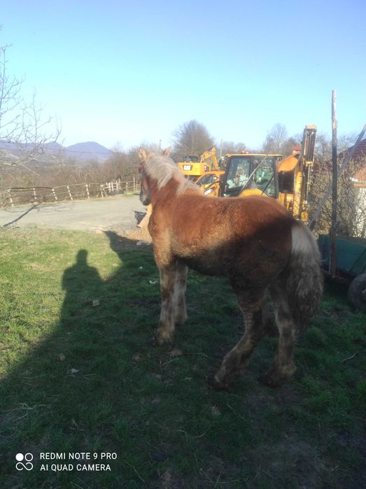 Se vinde armăsar mânz 3500 de lei