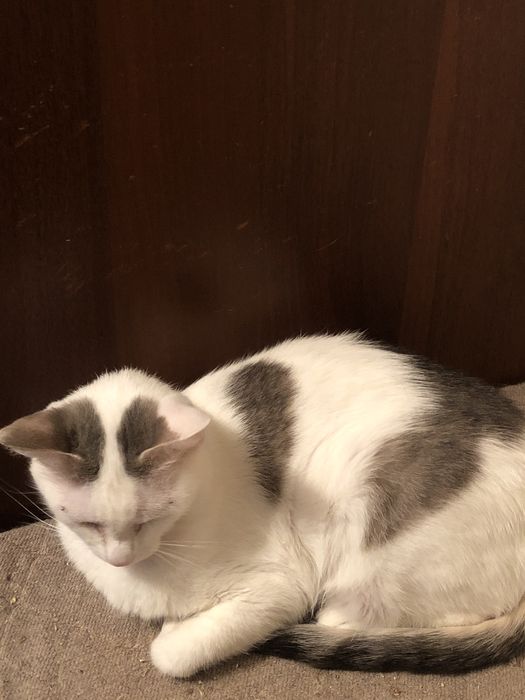 отдам кошку в добрые руки