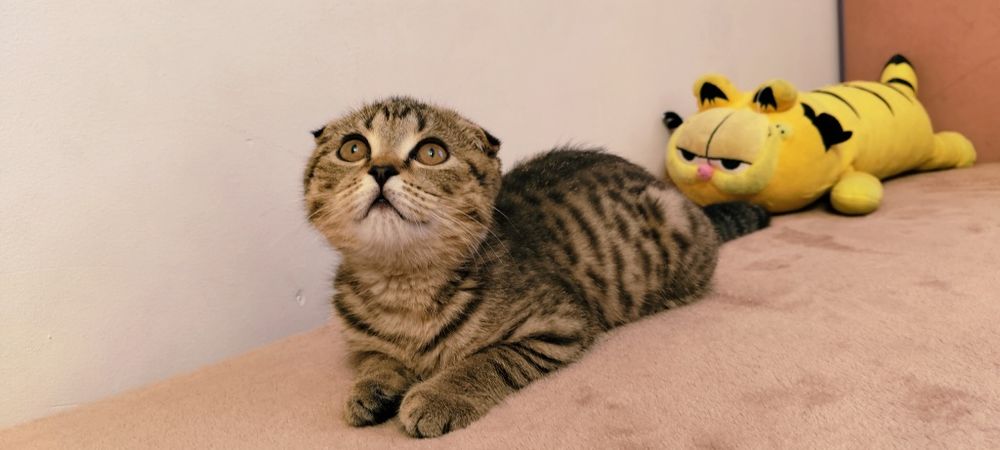 Шотландская вислоухая девочка