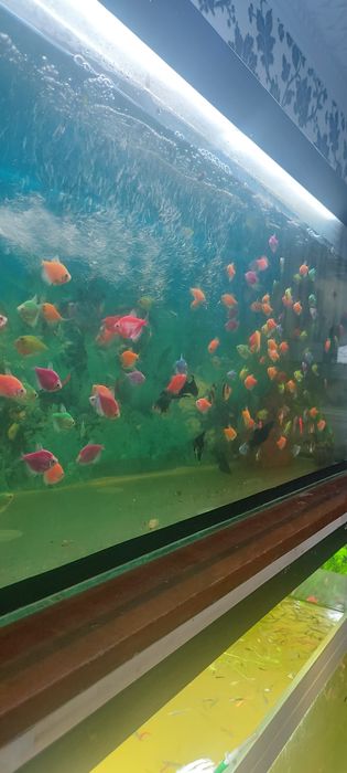 Рыбки аквариумные