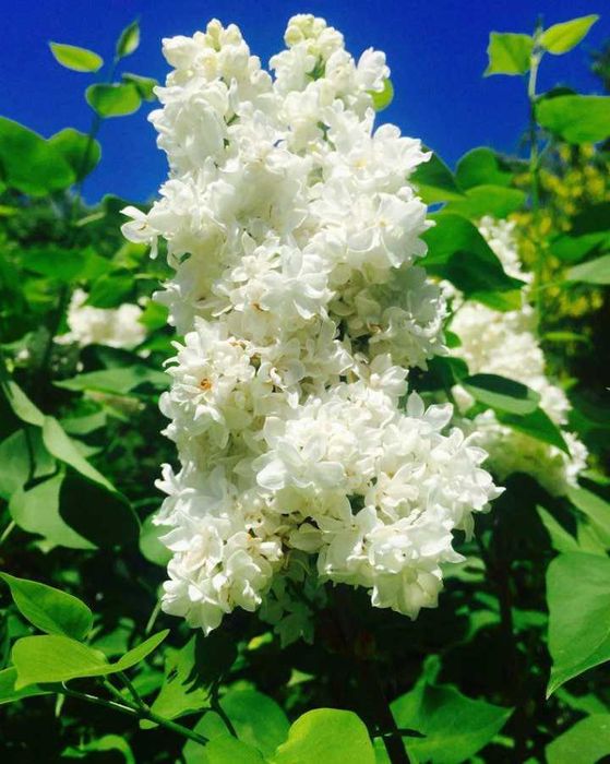 Arbuști de liliac (Syringa Vulgaris)
