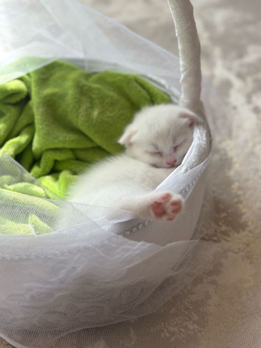 Продам пародистого котёнка