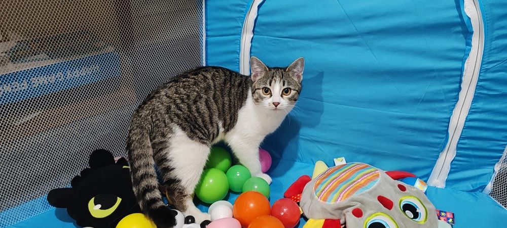 Кошка с котёнком в добрые руки