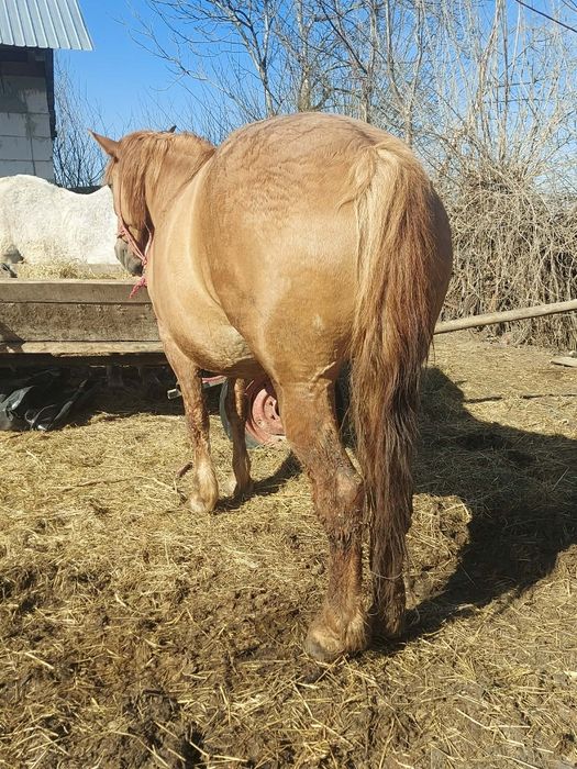 Vând iapa de abator