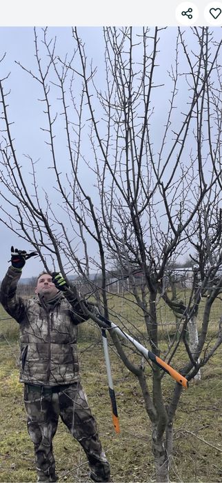Tăiere /cosmetizare pomi Fructiferi !