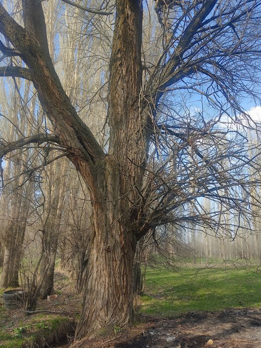 Теректер сатылады.