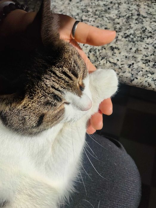 Разходка на кучета/Гледачка на котки/Dog walking/Pet sitter