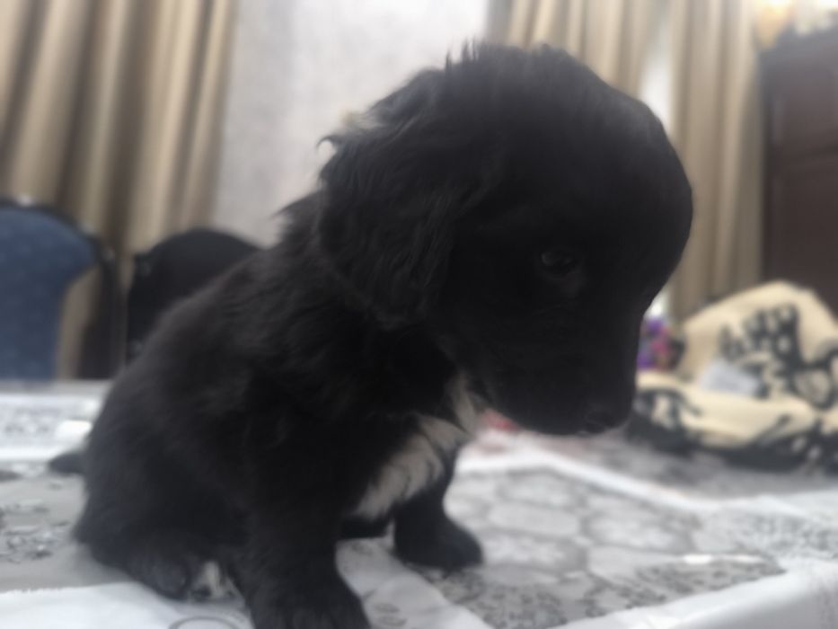 Щенок  в добрые руки