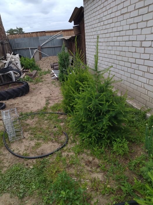 Листвиница молодая