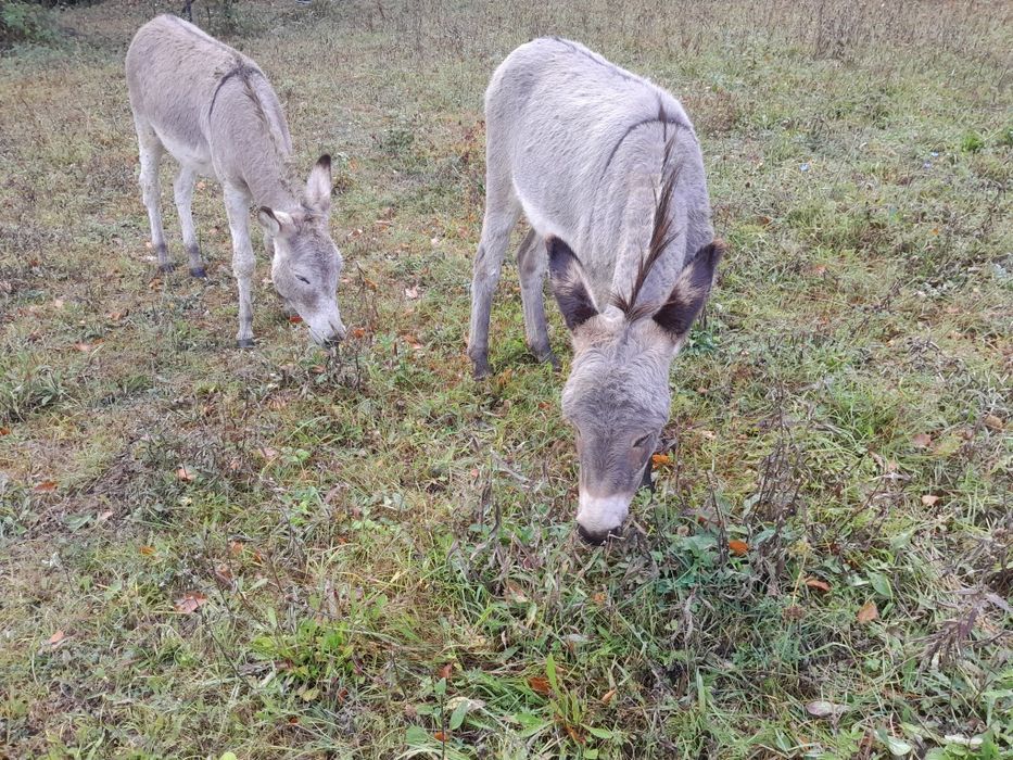 Vând doi pui de magarita femela și mascul