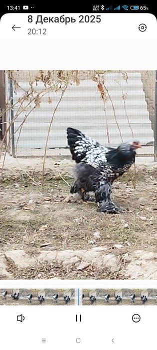 Точкали брамани тухумлари сотилади.