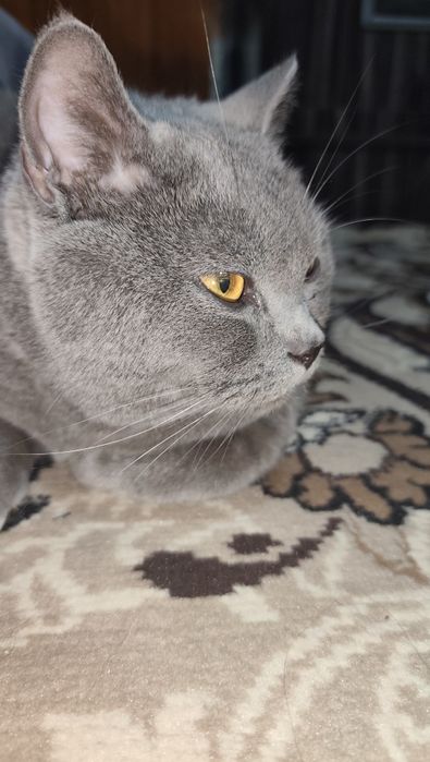 Skotsh Fold
YOSHSKOTSH FOLDI: 1 yosh
Aqlli pokiza latokni biladi