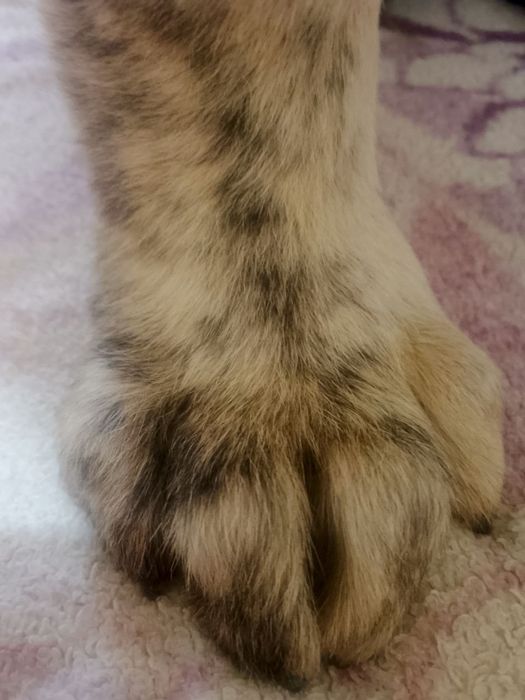 Продажа Алабай 2 месяца щенку