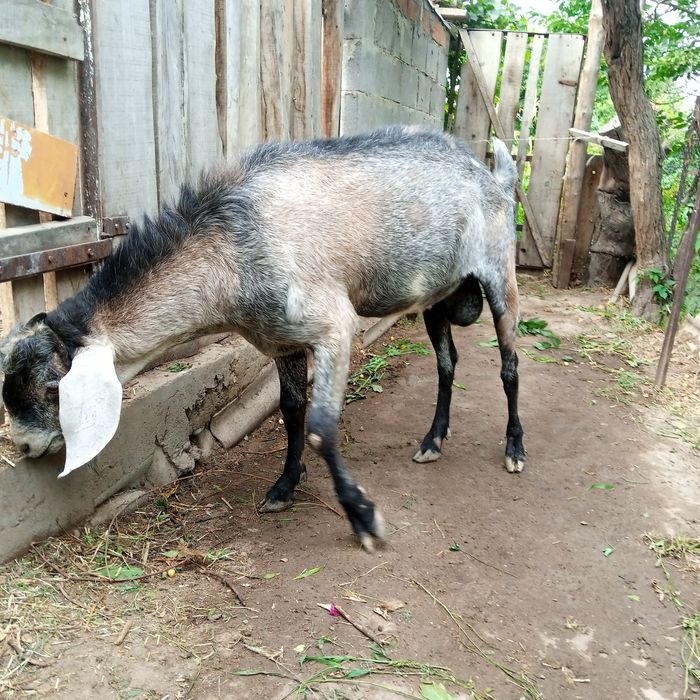 Козел нубийский ,крупный.