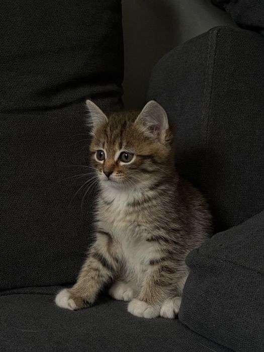 кошечка отдаем в добрые руки