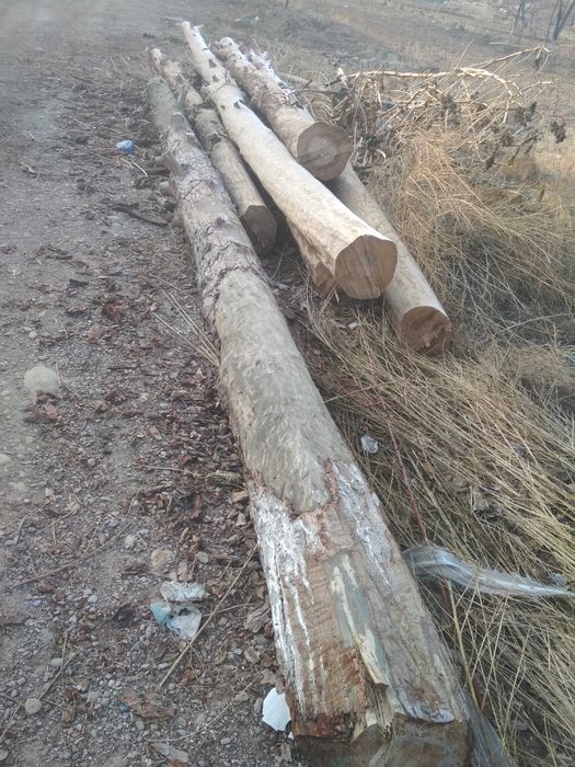 Sasna bo'lor o'tinlika sotiladi