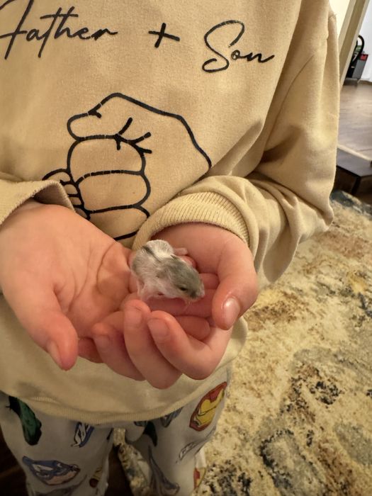 Vand hamsteri pitici