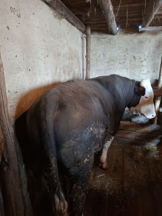 Бұқа сатамын .2 жастан асқан