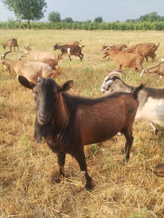 Țap alpin francez de vânzare
