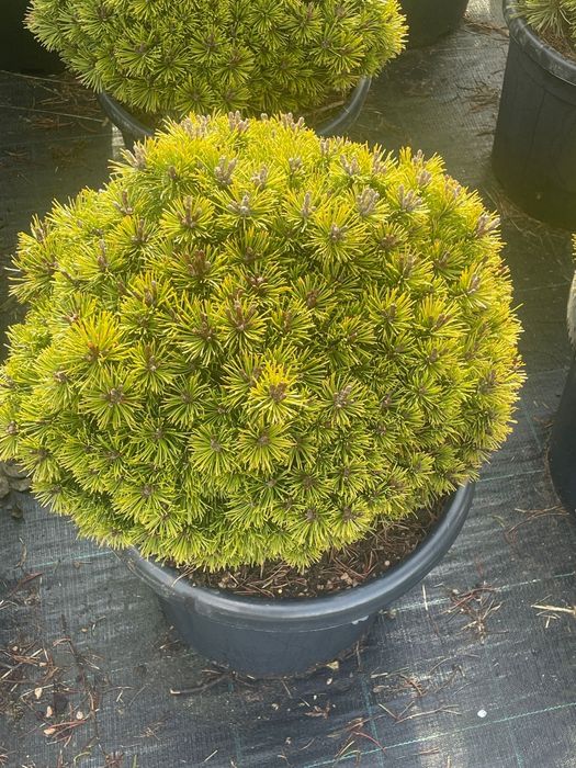 Plante ornamentale calitate superioara