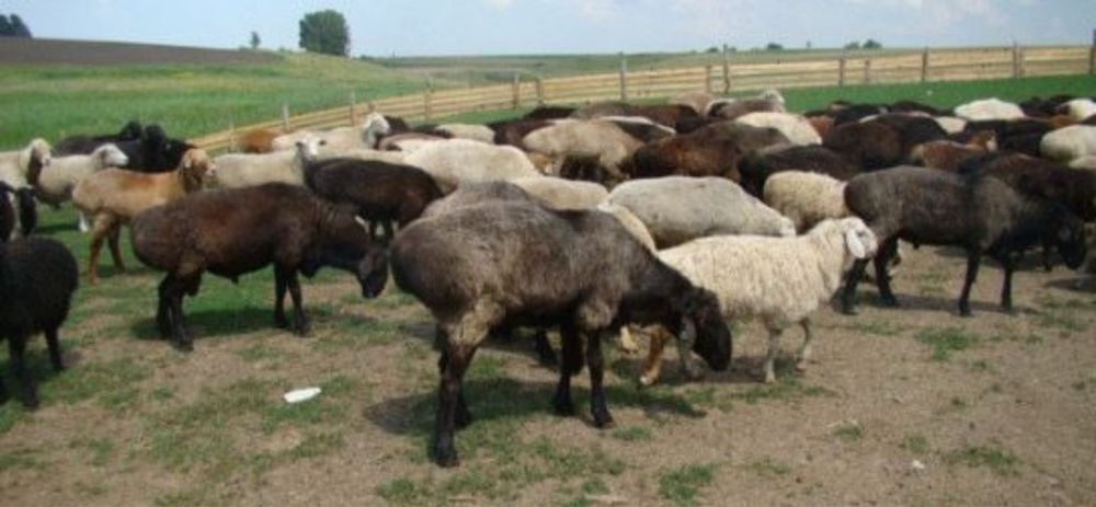 Қой сатамыз. Кой сатамыз. Продаем баранов