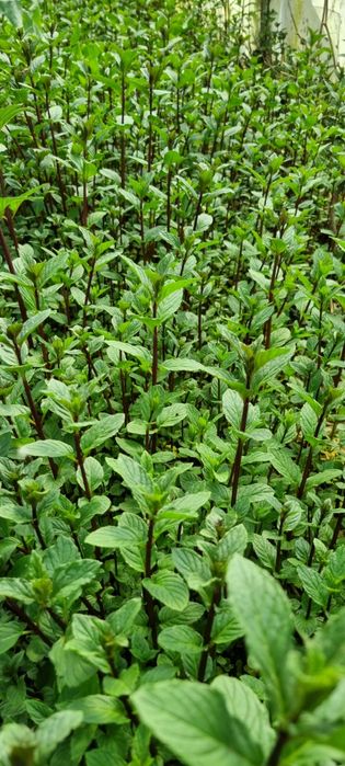 Мента  бонбонена!