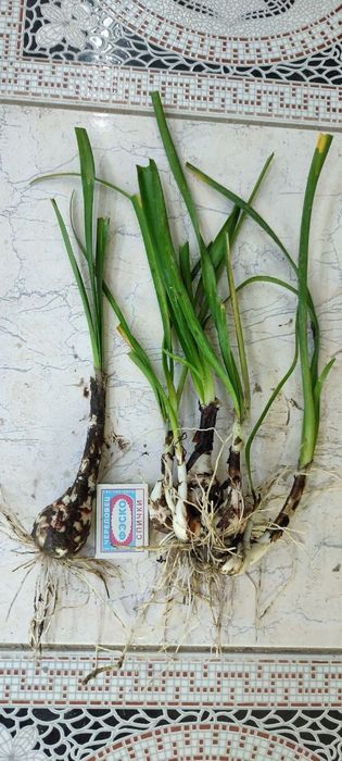 Зефирантес крупно цветковые